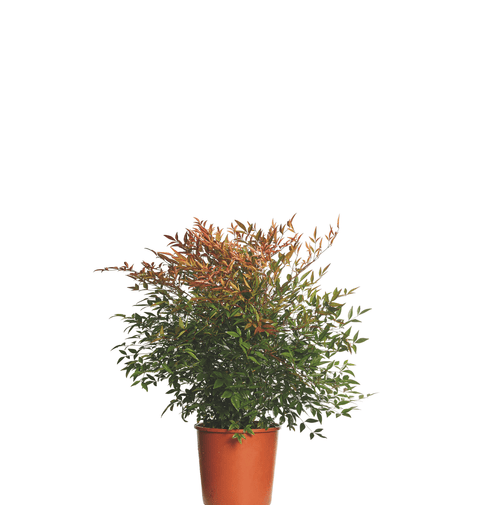 Bambus Sfant (Nandina Domestica Gulf Stream) 70-90 cm