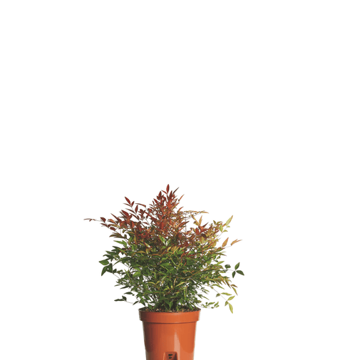 Bambus Sfant (Nandina Gulf Stream) 30-50 cm