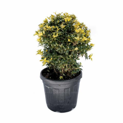 Osmanthus Heter Tricolor H. Goshiki h 40-60 cm