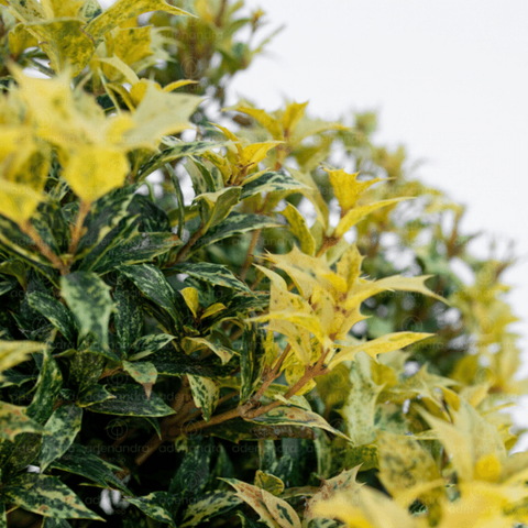 Osmanthus Heter Tricolor H. Goshiki h 40-60 cm