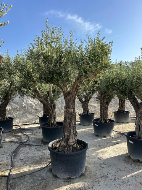 Maslin Olea Europaea in Ghiveci -Arbore Meditereanean Ornamental