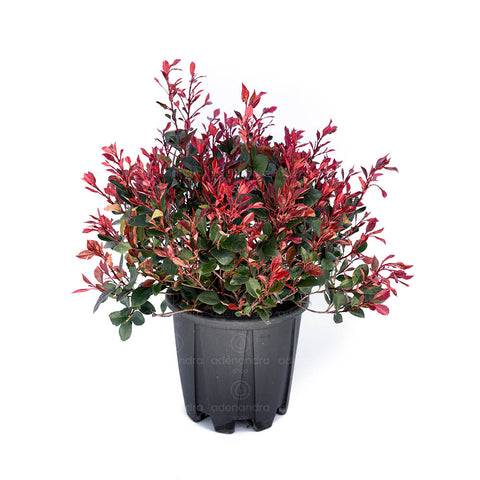 Photinia pitica (Photinia Little Red Robin), h 35-40 cm, verde-rosu