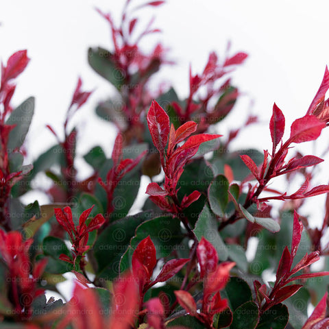 Photinia pitica (Photinia Little Red Robin), h 35-40 cm, verde-rosu