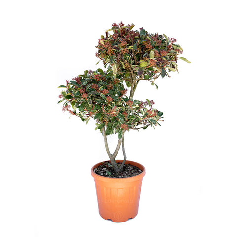 Photinia Pink Marble cu pompoane, h 80-100 cm