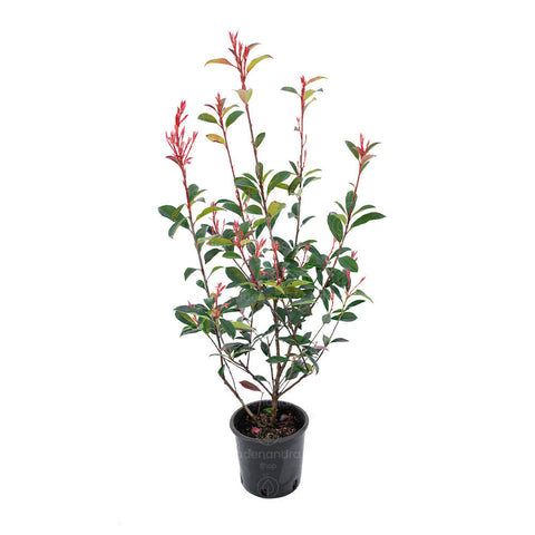 Photinia Red Robin, diam 40-50 cm, verde-rosu