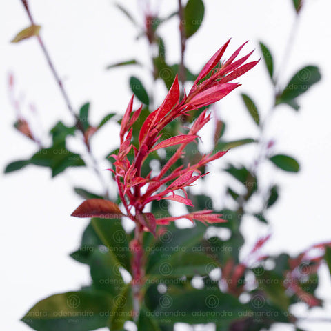 Photinia Red Robin, diam 40-50 cm, verde-rosu
