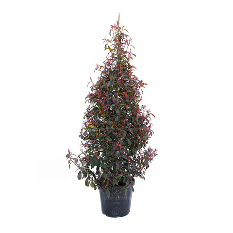 Photinia compacta (Photinia Fraseri Robusta Compacta), h 125-150 cm Cono