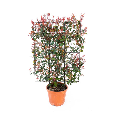 Photinia compacta (Photinia Fraseri Robusta Compacta), 120-80 cm, verde-rosu