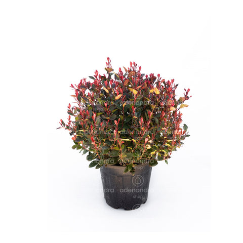 Photinia pitica (Photinia Little Red Robin), h 40-50 cm, verde-rosu