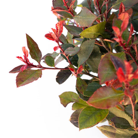 Photinia pitica (Photinia Little Red Robin), h 40-50 cm, verde-rosu