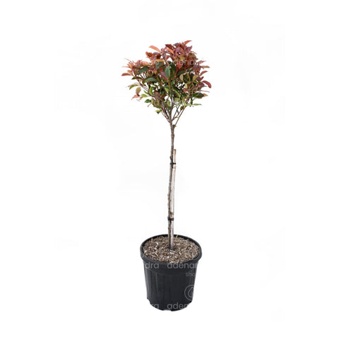 Photinia Red Robin pe tulpina, h 100-120 cm, rosu