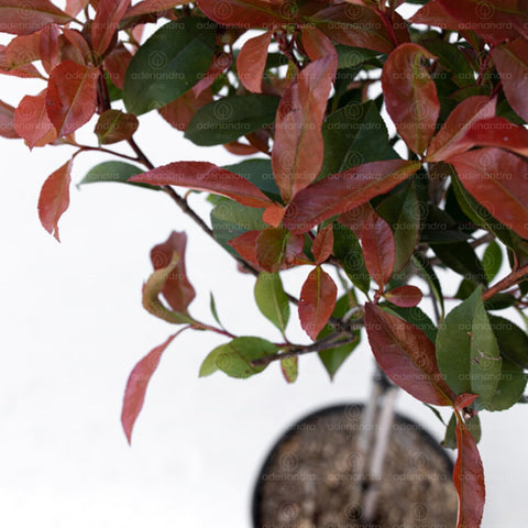 Photinia Red Robin pe tulpina, h 100-120 cm, rosu