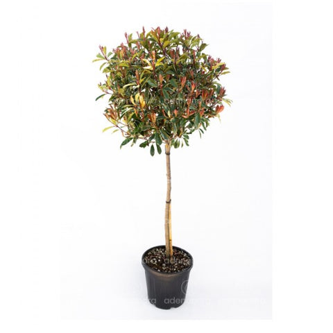 Photinia Pink Marble pe tulpina, h 120-140 cm, verde-alb-rosu