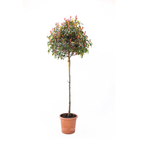 Photinia Red Robin, h 160-180 cm