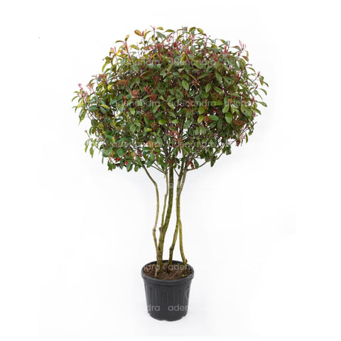 Photinia Red Robin, forma de nor, h 150-175 cm, verde - rosu