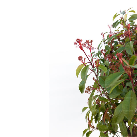 Photinia Red Robin, forma de nor, h 150-175 cm, verde - rosu