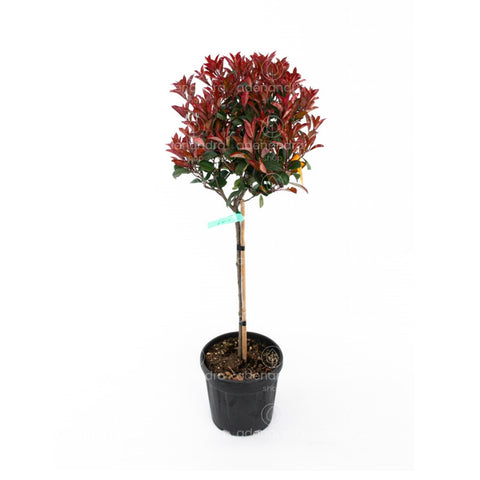 Photinia compacta (Photinia Fraseri Robusta Compacta) pe tulpina h 130-150cm, diam 35-40 cm, verde-rosu