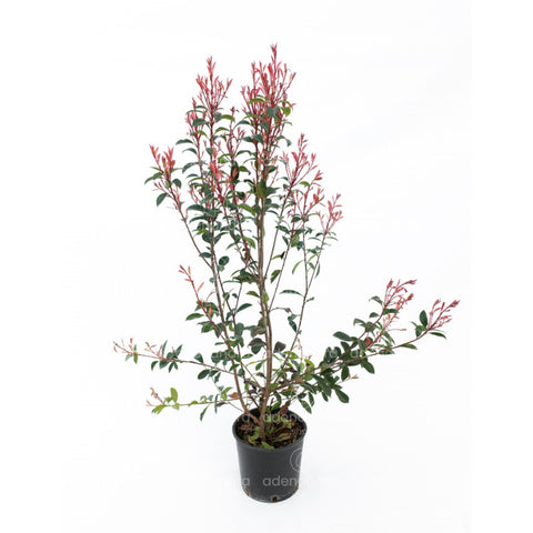 Photinia compacta (Photinia Fraseri Robusta Compacta), h 100-120 cm, verde-rosu