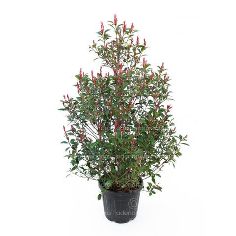 Photinia compacta (Photinia Fraseri Robusta Compacta), h 120-140 cm