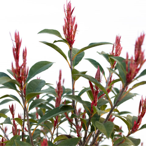 Photinia compacta (Photinia Fraseri Robusta Compacta), h 120-140 cm
