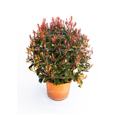 Photinia Red Robin compacta (Photinia Fraseri Robusta Compacta Palla), h 80-100, verde-rosu