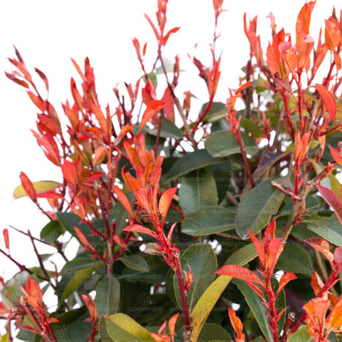 Photinia Red Robin compacta (Photinia Fraseri Robusta Compacta Palla), h 80-100, verde-rosu