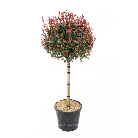 Photinia compacta (Photinia Fraseri Robusta Compacta) pe tulpina h 50-60 cm, verde-rosu