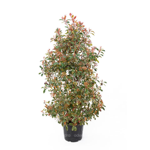 Photinia Pink Marble, h 150-175 cm, verde-alb-rosu