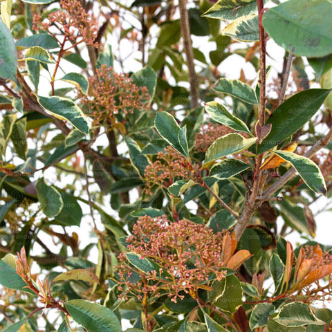 Photinia Pink Marble, h 150-175 cm, verde-alb-rosu