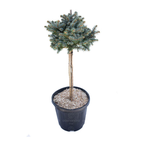 Molid argintiu (Picea pungens Glauca Globosa)  h 35-40 cm, pe tulpina