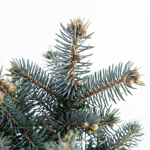 Molid argintiu (Picea pungens Glauca Globosa)  h 35-40 cm, pe tulpina