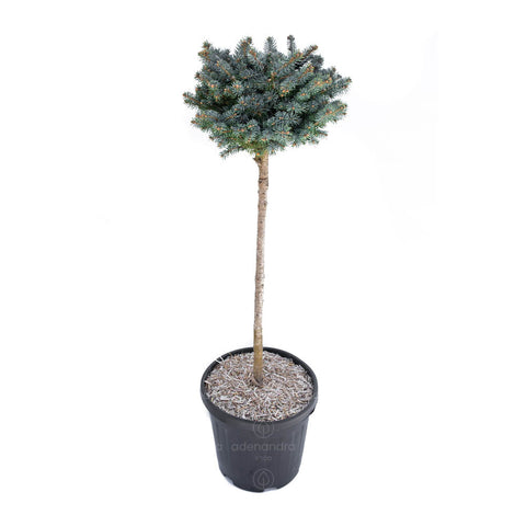 Molid argintiu pe tulpina (Picea Pungens Glauca Globosa Nana), h 120-140 cm