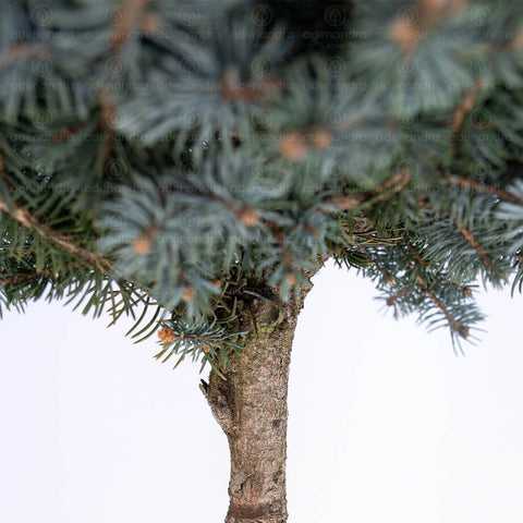 Molid argintiu pe tulpina (Picea Pungens Glauca Globosa Nana), h 120-140 cm