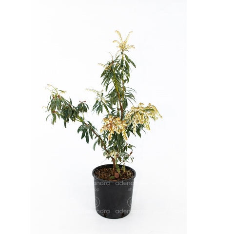 Pieris japonica (Pieris Silver Queen), h 20-30 cm, verde-alb