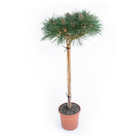 Pin negru pe tulpina (Pinus Nigra Brepo N.P. Bregeon), CLT 10