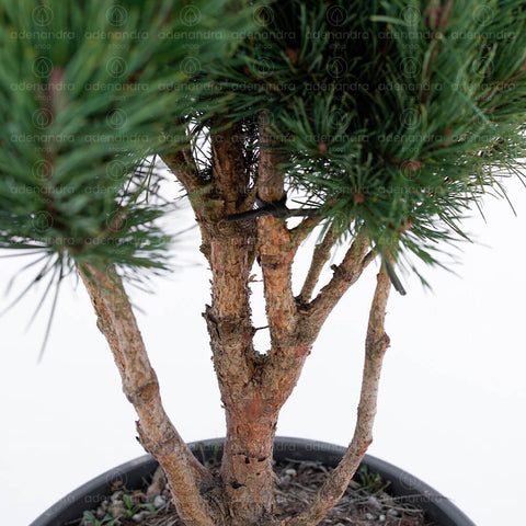 Pin de padure (Pinus Sylvestris Watereri S. Nana Ciotola), h 70-80 cm Nuvola