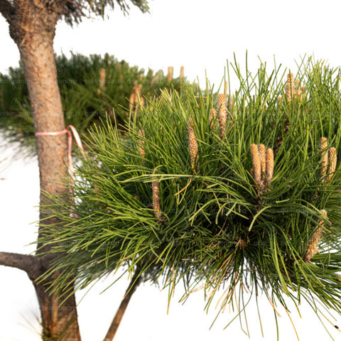 Pin negru de Bonsai (Pinus Nigra Austriaca Zolla), h 260-280 cm