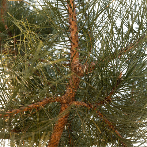 Pin negru (Pinus Nigra Austriaca), pe tulpina, circ. 20-25 cm, h 250 - 300 cm, verde