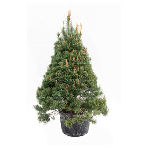 Pin negru (Pinus Nigra Sinfonia), h 200-250 cm, verde