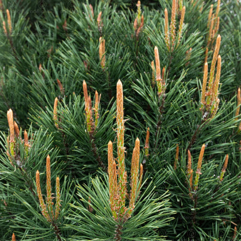 Pin negru (Pinus Nigra Sinfonia), h 200-250 cm, verde