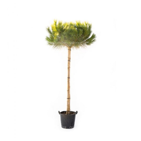 Pin umbrela (Pinus Pinea), h 125-150 cm, verde