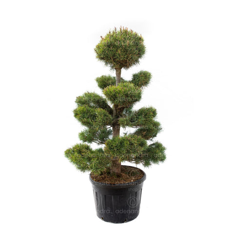 Pin de padure (Pinus Sylvestris), h 180-200 cm, verde