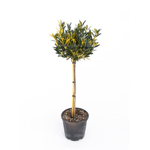 Laur englezesc (Prunus Laurocerasus Otto Luyken), pe tulpina, h 100-120 cm, verde