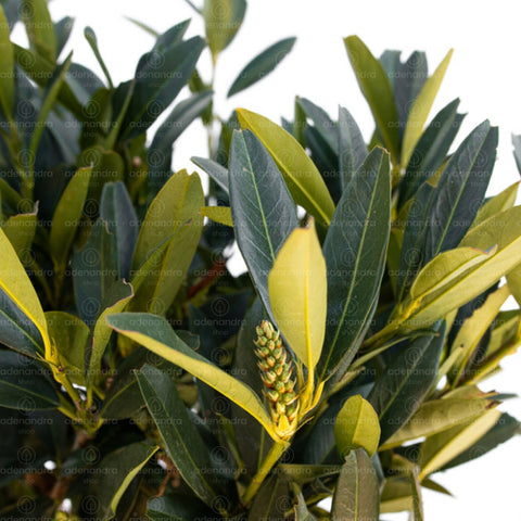 Laur englezesc (Prunus Laurocerasus Otto Luyken), pe tulpina, h 100-120 cm, verde