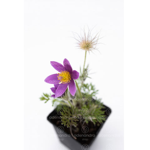 Floarea Pastelui (Pulsatilla), mov