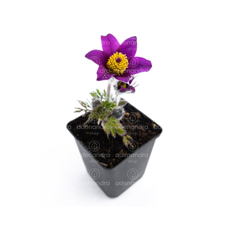Floarea Pastelui (Pulsatilla), mov