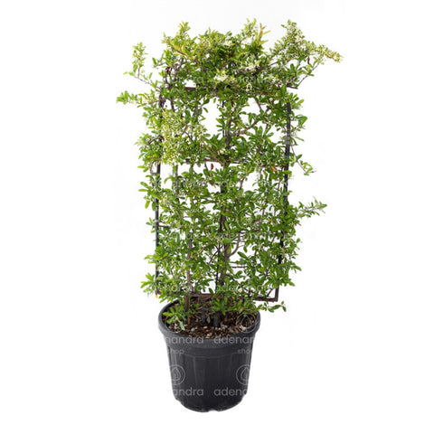 Piracanta (Pyracantha Spalliera), h 80-50 cm, verde