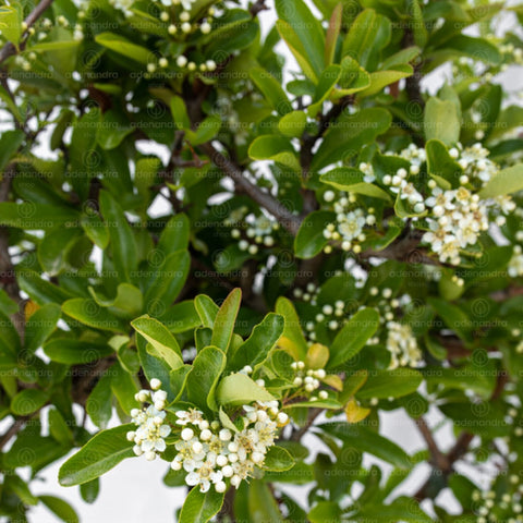 Piracanta (Pyracantha Spalliera), h 80-50 cm, verde