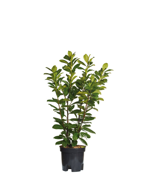 Laur englezesc (Prunus Laurocerasus Novita), h 100-120 cm, gard viu verde