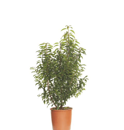 Prunus verde Lusitanic (Prunus Lusitanica) 70-90 cm